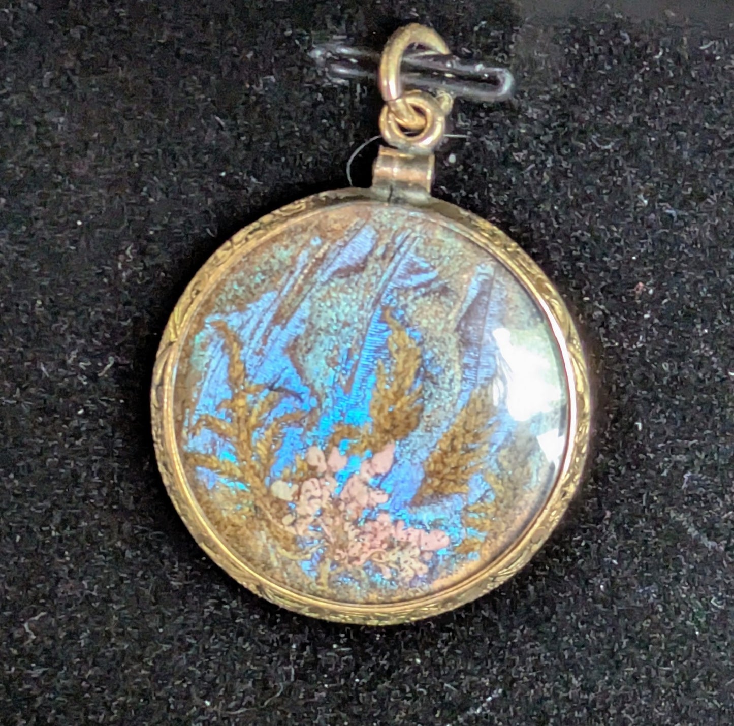 Antique Victorian Butterfly Metamorphosis two sided locket with hair, gold filled and beveled glass